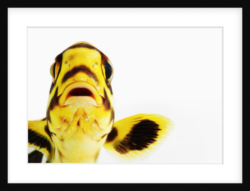 Oriental sweetlips by Anonymous