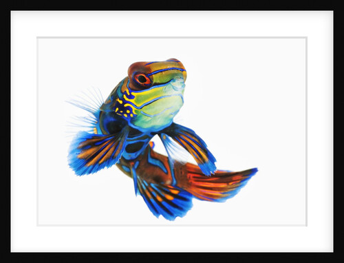 Mandarinfish by Anonymous
