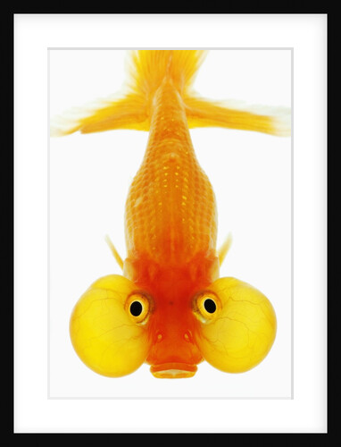 Bubble eye goldfish by Anonymous