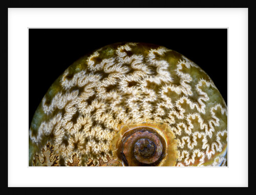 65 million year old ammonite fossil by Anonymous