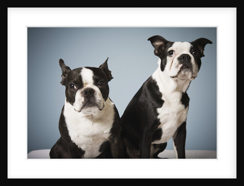 Portrait of two dogs sitting by Anonymous