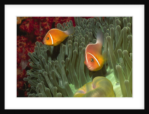 Pink Anemonefish in Magnificant Sea Anemone by Anonymous