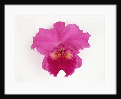 Cattleya Orchid by Anonymous