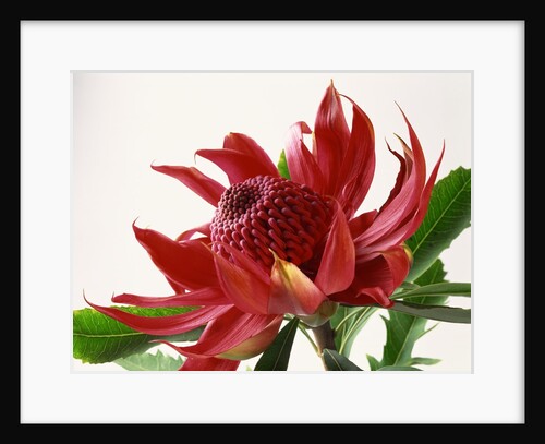 Close Up Image of Red Tropical Flower by Anonymous