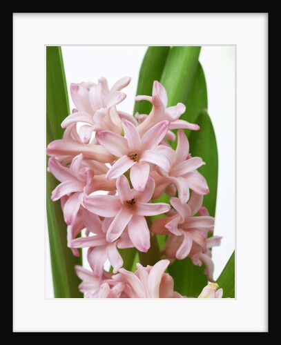 Hyacinth by Anonymous