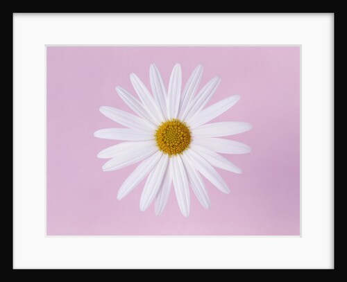Marguerite, close up, pink background by Anonymous
