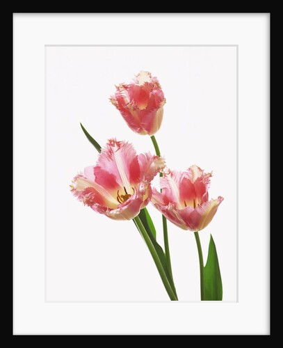 Pink tulips, white background by Anonymous