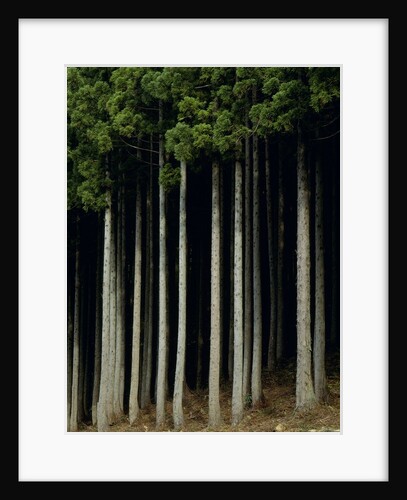 Japanese cedar forest, Akita Prefecture, Japan by Anonymous