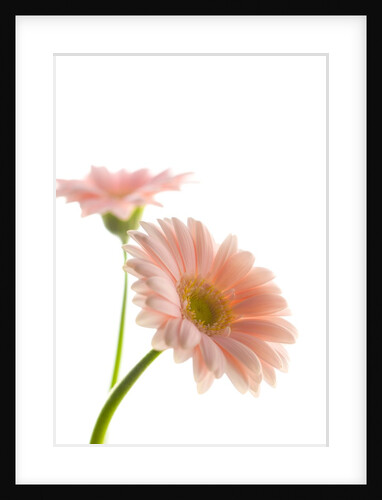 Gerbera daisy by Anonymous