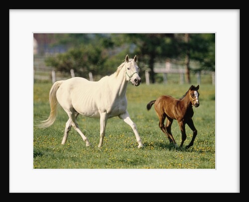 Mare and foal running in field, Urakawa, Hokkaido, Japan by Anonymous