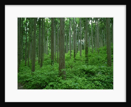 Japanese cedar forest by Anonymous