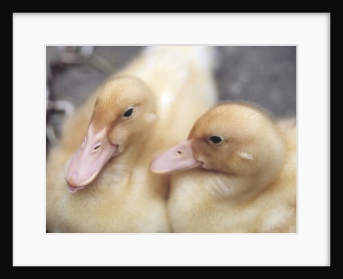 Ducklings by Anonymous