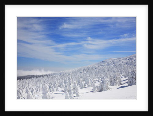 Trees white with frost, Yamagata city, Yamagata prefecture, Japan by Anonymous