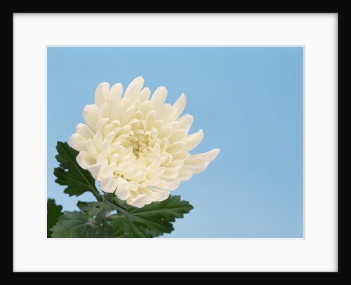 Close-up of White Chrysanthemum by Anonymous