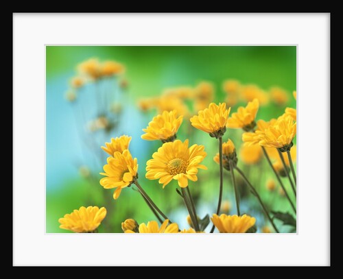 Yellow Chrysanthemums by Anonymous