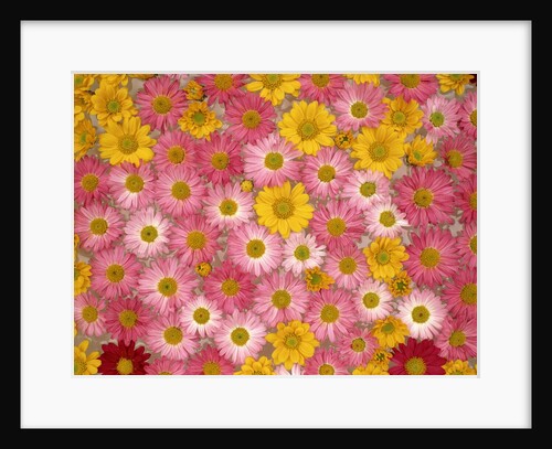 Pink and yellow chrysanthemums by Anonymous