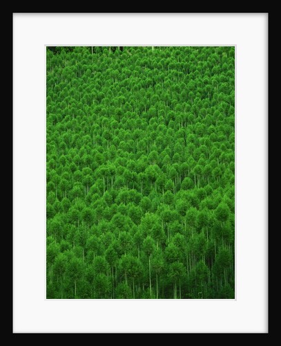 Japanese cedar forest. Nakagawa-machi, Kyoto Prefecture, Japan by Anonymous