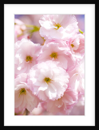 Cherry blossoms by Anonymous