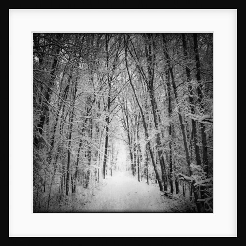 Forest in winter by Anonymous