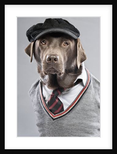 Dog in sweater and cap by Anonymous