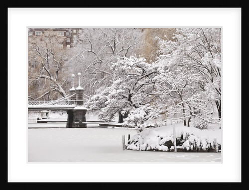 Snow covered trees with a footbridge in a public park, Boston Public Garden, Boston, Massachusetts, USA by Anonymous
