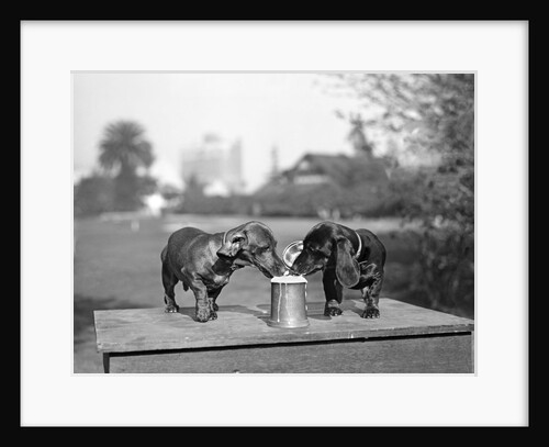 Two dachshund puppies lapping beer from stein by Anonymous