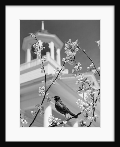 Robin perched on blossoming branch with church steeple in background by Anonymous