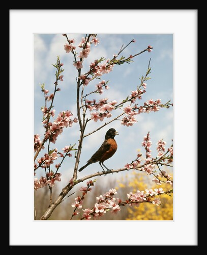 Robin perched on tree branch with spring blossoms by Anonymous