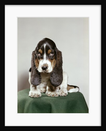 Bassett hound puppy with soulful sad eyes looking directly ahead by Anonymous