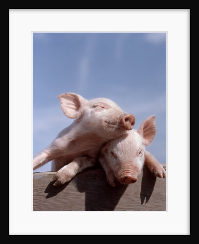 Two piglets leaning against each other on fence rail by Anonymous