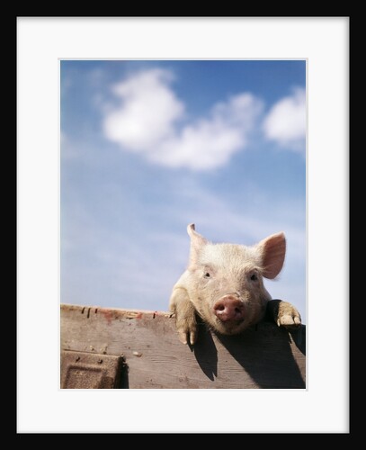 Young piglet looking over fence by Anonymous