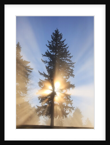 Sun shining through trees in Oregon Cascades by Anonymous