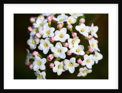 Closeup of Daphne flower by Anonymous