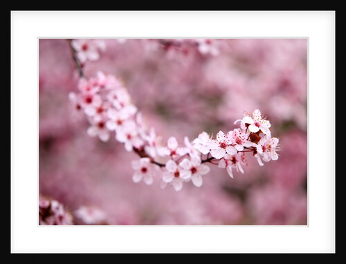 Closeup of Cherry blossoms on tree by Anonymous