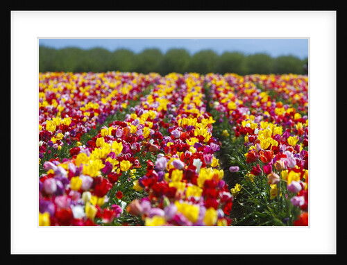 Tulip fields in Woodburn, Oregon by Anonymous