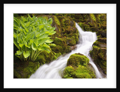 Waterfall in Crystal Spring Rhododendron Gardens by Anonymous