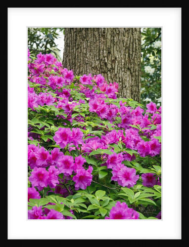Crystal Spring Rhododendron Gardens in Portland, Oregon by Anonymous