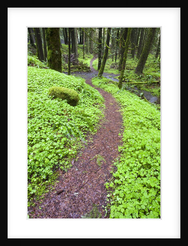 Trail in Oregon Cascades by Anonymous