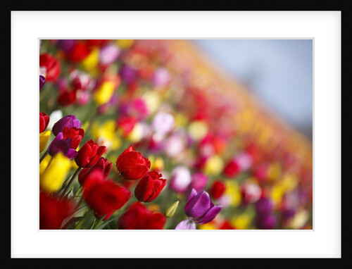 Tulip fields in Woodburn, Oregon by Anonymous