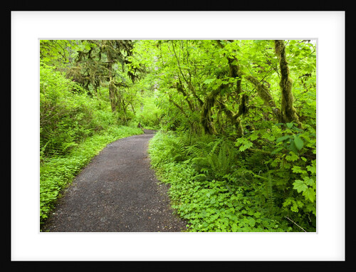 Trail in Silver Falls State Park by Anonymous