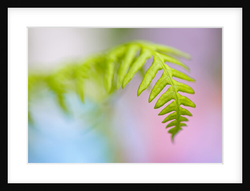 Closeup of fern in Mt. Hood, Oregon by Anonymous