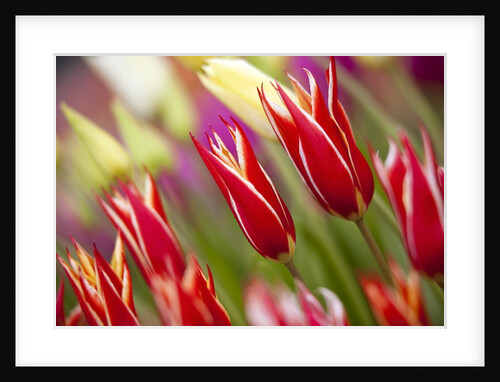Tulip fields in Woodburn, Oregon by Anonymous