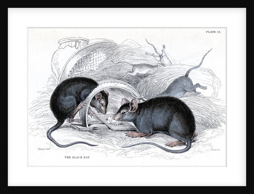 Black rat caught in trap by Anonymous