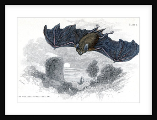 Greater horse-shoe bat in flight by Anonymous