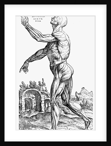 Muscles of the human body by Andreas Vesalius