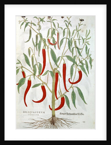 Cayenne pepper plant by Anonymous