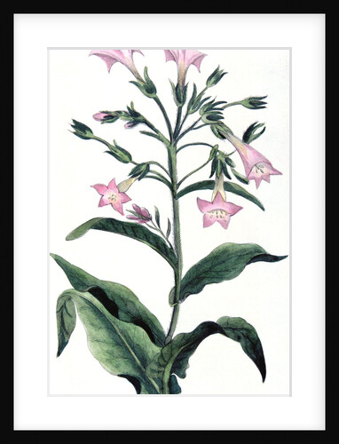 Tobacco plant by Anonymous