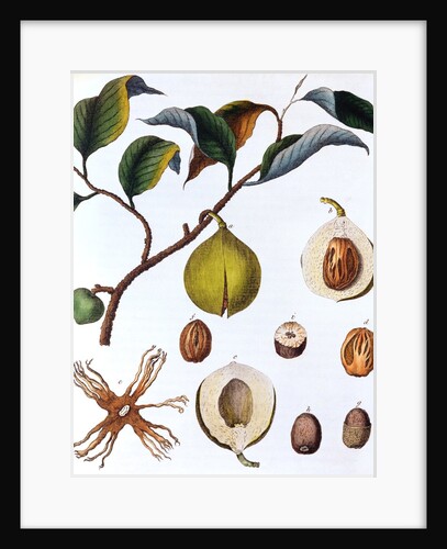 Nutmeg plant by Anonymous