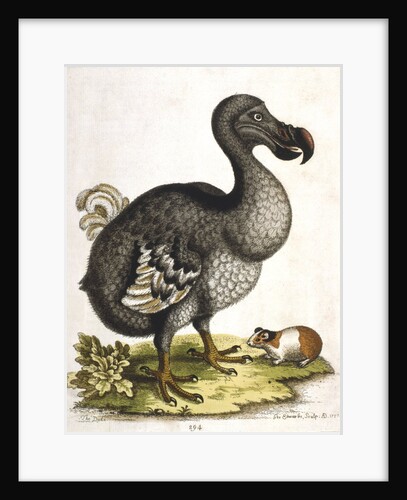Dodo and guinea pig by Anonymous