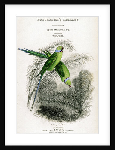 Rose-ringed parakeets by Anonymous